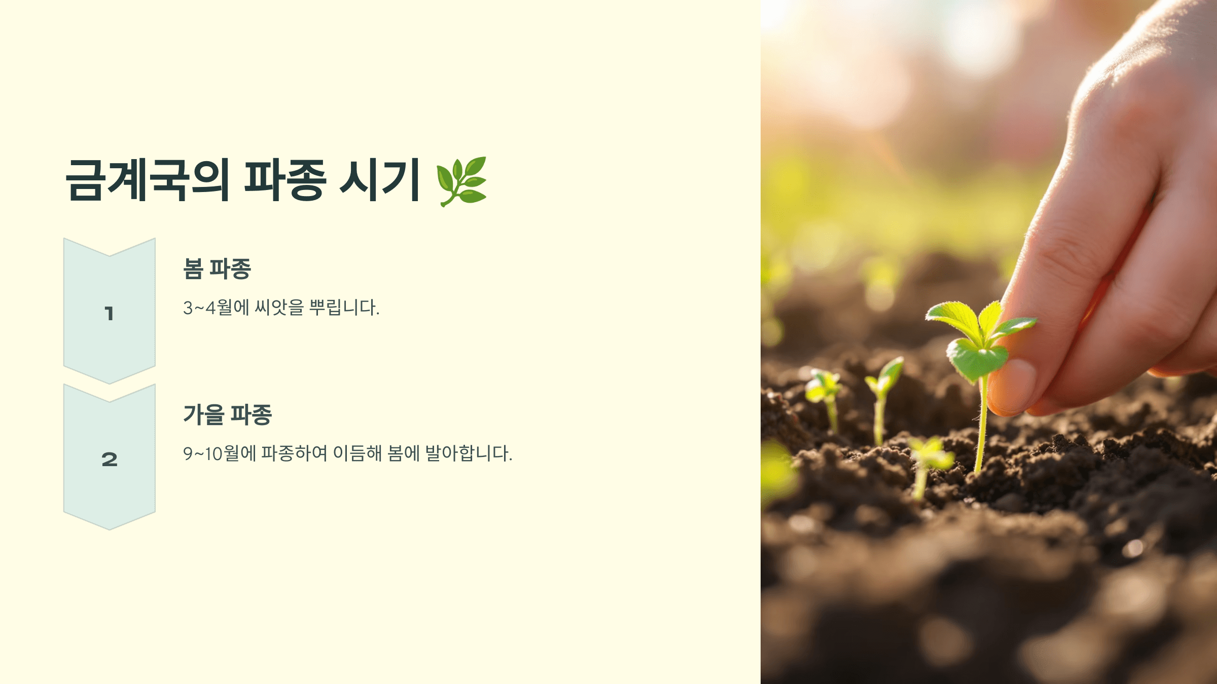 금계국 사진입니다.