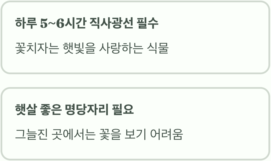 &amp;#39;햇빛&amp;#39;은 꽃을 만드는 밥