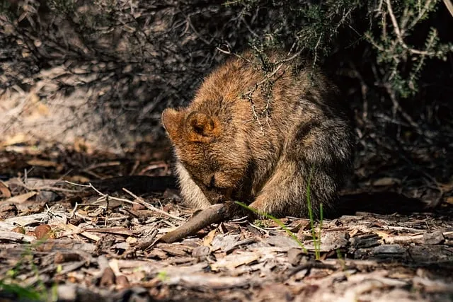 쿼카 웃는 동물 행복한 동물 특징 성격_7