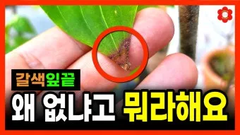 화분 잎끝마름 해결 습도관리 분무타이밍 물주기조절 실내가습 요령_12