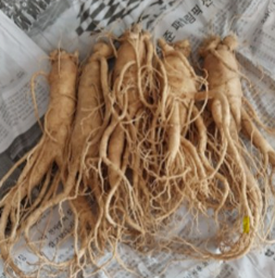 홍삼 효능 부작용