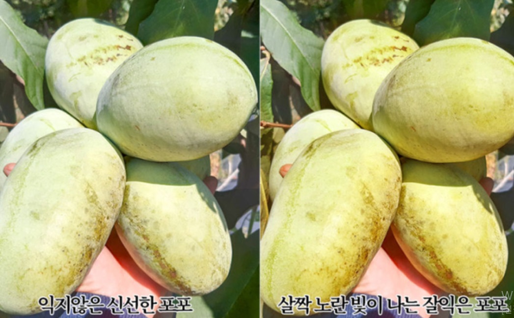 6시내고향-포포열매-논산-포포나무열매-더좋은농원