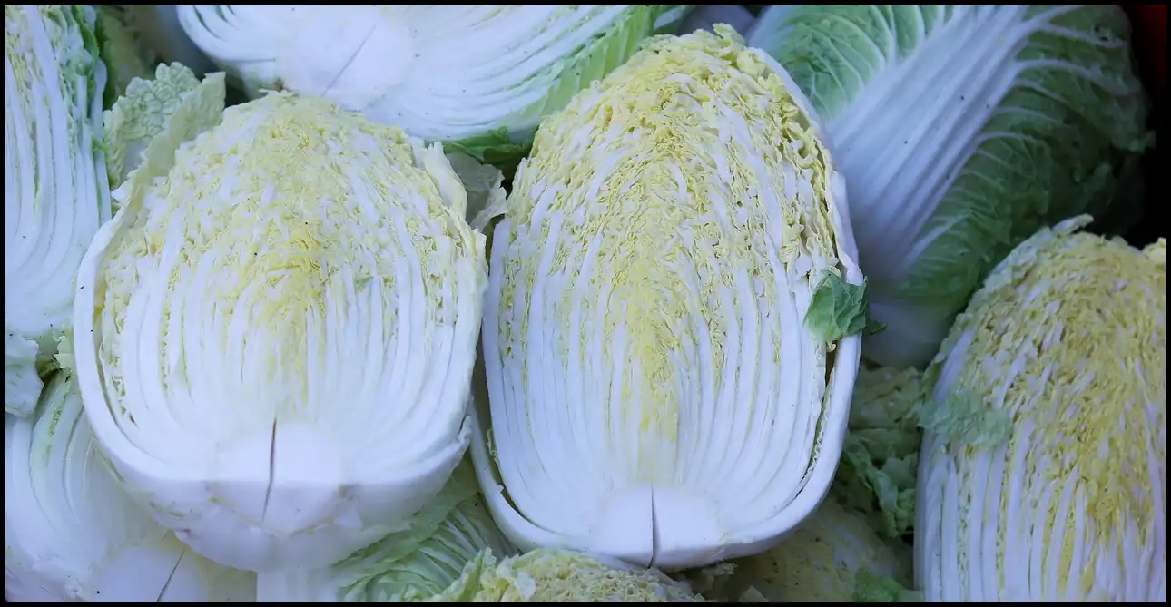 김장 채소 등 재료 할인 최대 50%(+절임배추 사전예약)