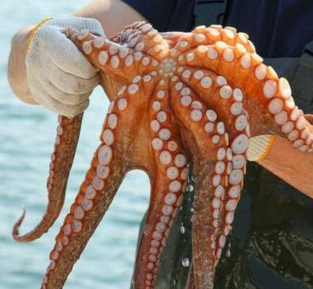 2025년 문어 금어기 기간 통영 남해 여수 부산 서해 제주 돌문어 참문어 유의사항