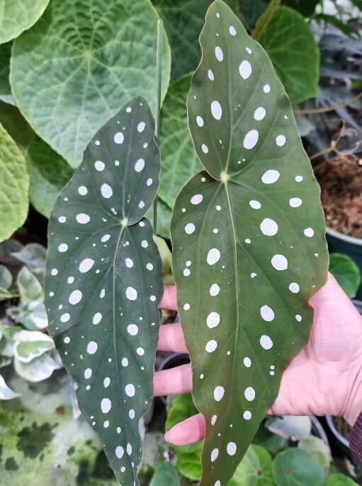 베고니아 마큘라타는 천사 날개 모양의 잎을 가지고 있으며&#44; 잎 표면에 하얀색의 점들이 매력적인 식물입니다. 진녹색의 잎 뒷면은 진홍색으로 반전매력을 보여주고 있으며&#44; 봄 여름에 피어나는 작고 귀여운 하얀 꽃도 매력포인트입니다.