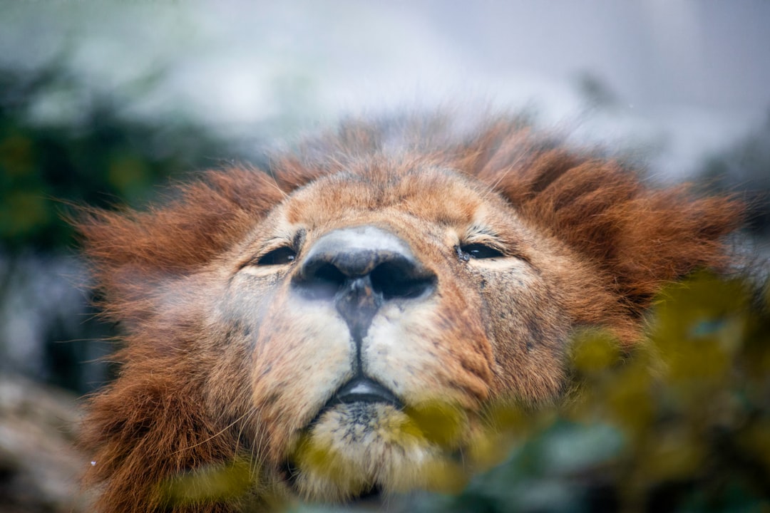 Hangover.