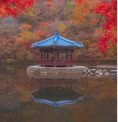 내장산 단풍축제 기간