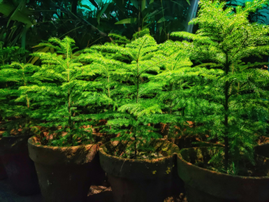 항상 게임을 숲처럼 넓게 게임을 컨트롤하는 정글러 캐니언선수