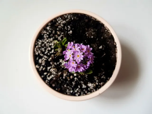 화분 여행 전 관리 급수준비 조명타이머 통풍점검 안심외출 체크_6