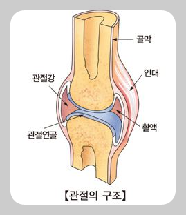 관절의 구조