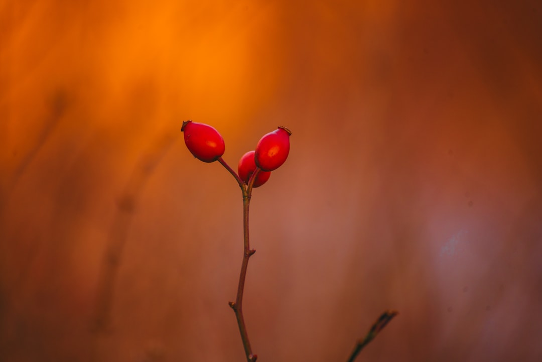 Rosehip
