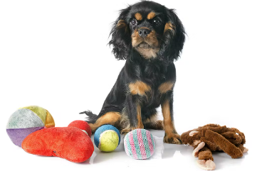 개의 오음·오식을 막는 대책 필요한 훈련.