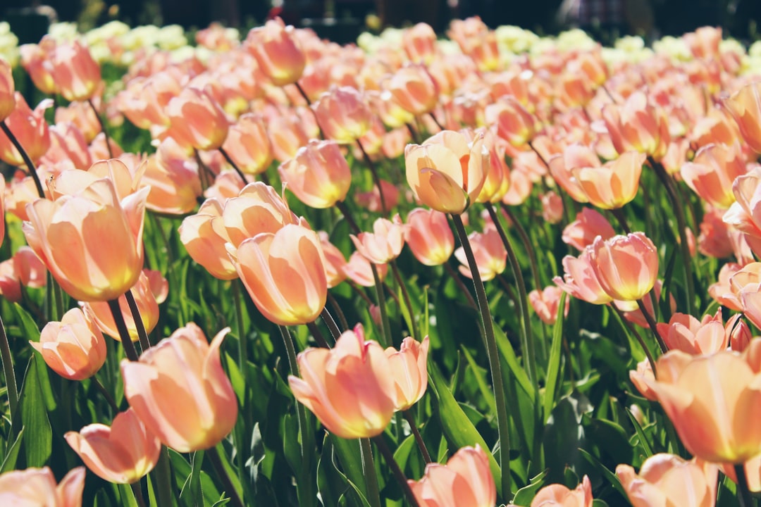 Blooming