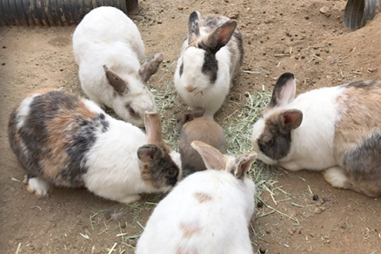 옥토끼 우주센터