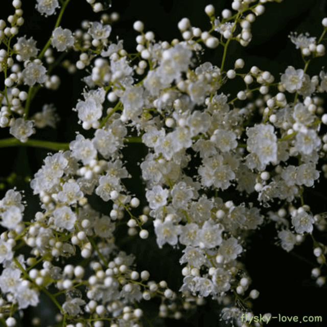 골절 뼈 강화에 좋은 쉬땅나무 개쉬땅나무
