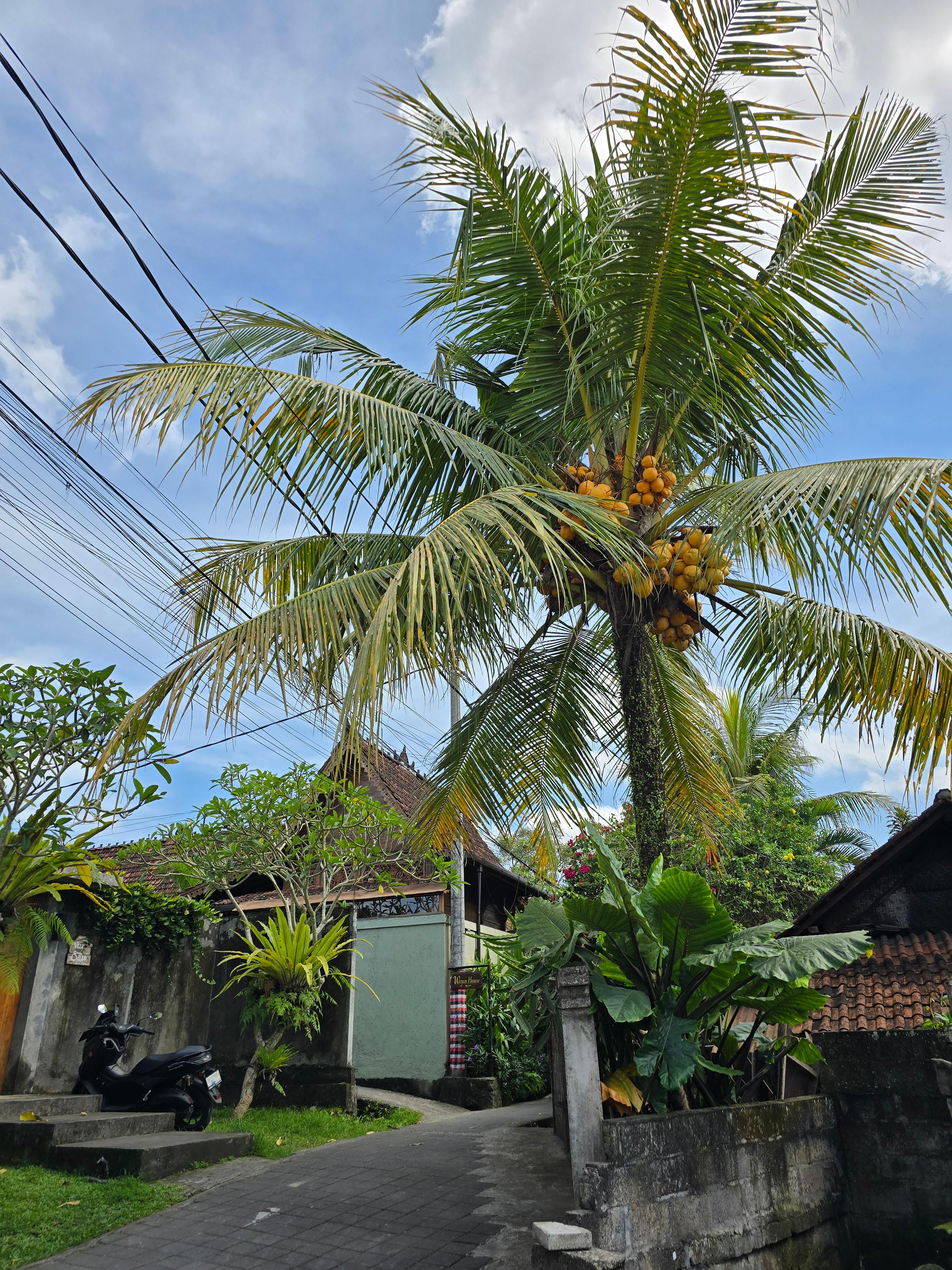 이미지-alt-태그-발리 우붓 거리