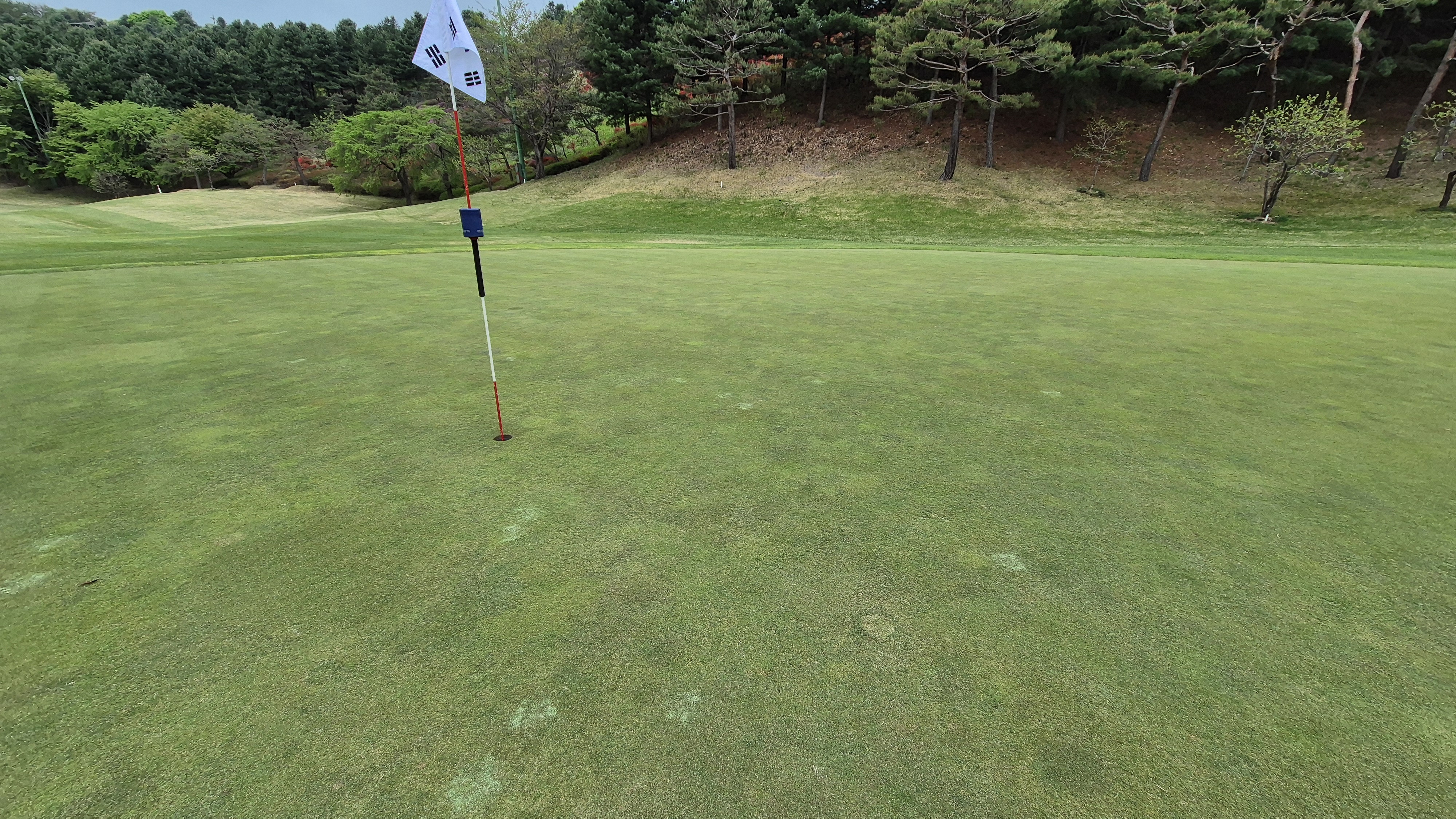 시그너스cc 코튼-라미 코스 그린 관리 상태