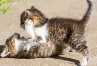 고양이 싸움 해결, 서열 싸움 기간, 영역 싸움_30