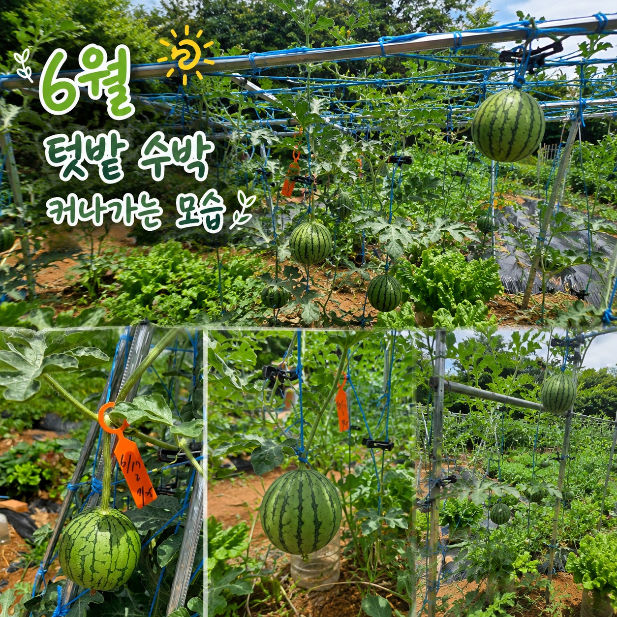 텃밭 수박 커나가는 모습