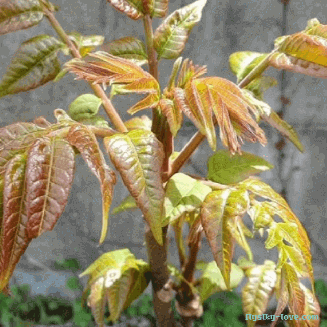 염증 완화에 좋은 붉나무
