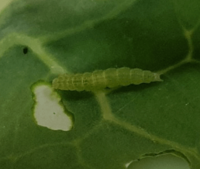 김장 배추 모종 심는 시기
