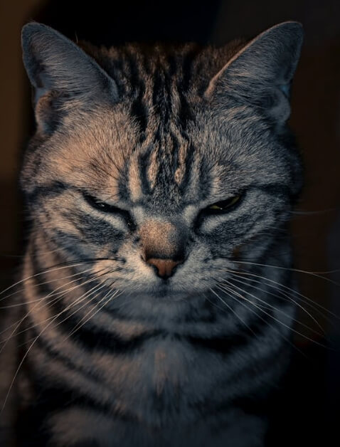 고양이 나이 들면 성격이 변하는 이유
