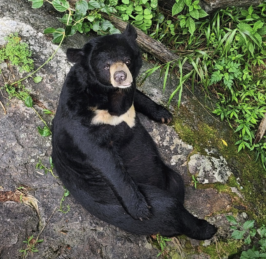 6시 내고향 하동 의신베어빌리지 반달가슴곰 체험 위치 예약 정보