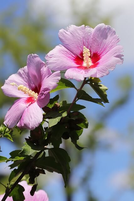 무궁화 다이어트