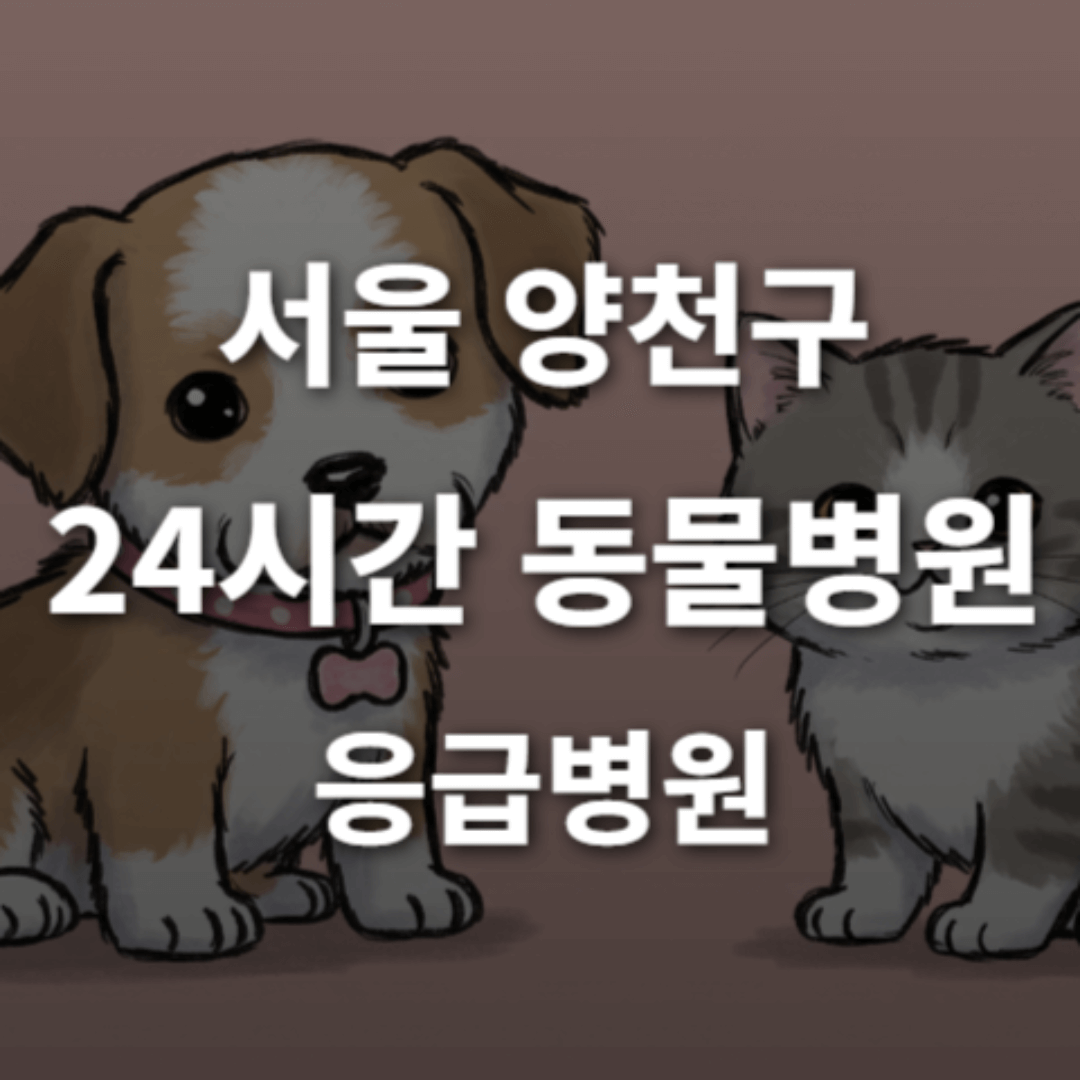 [서울 양천구 24시간 동물병원(목동, 신월동)] 365일 연중무휴 반려동물 응급상황 대처 가능한 진료소