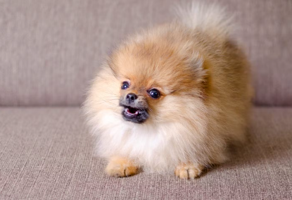 만약 당신이 개에게 물렸다면?