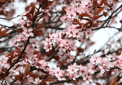 진해군항제 무료 셔틀버스 노선도&amp;#44; 기차 예매 꿀팁
