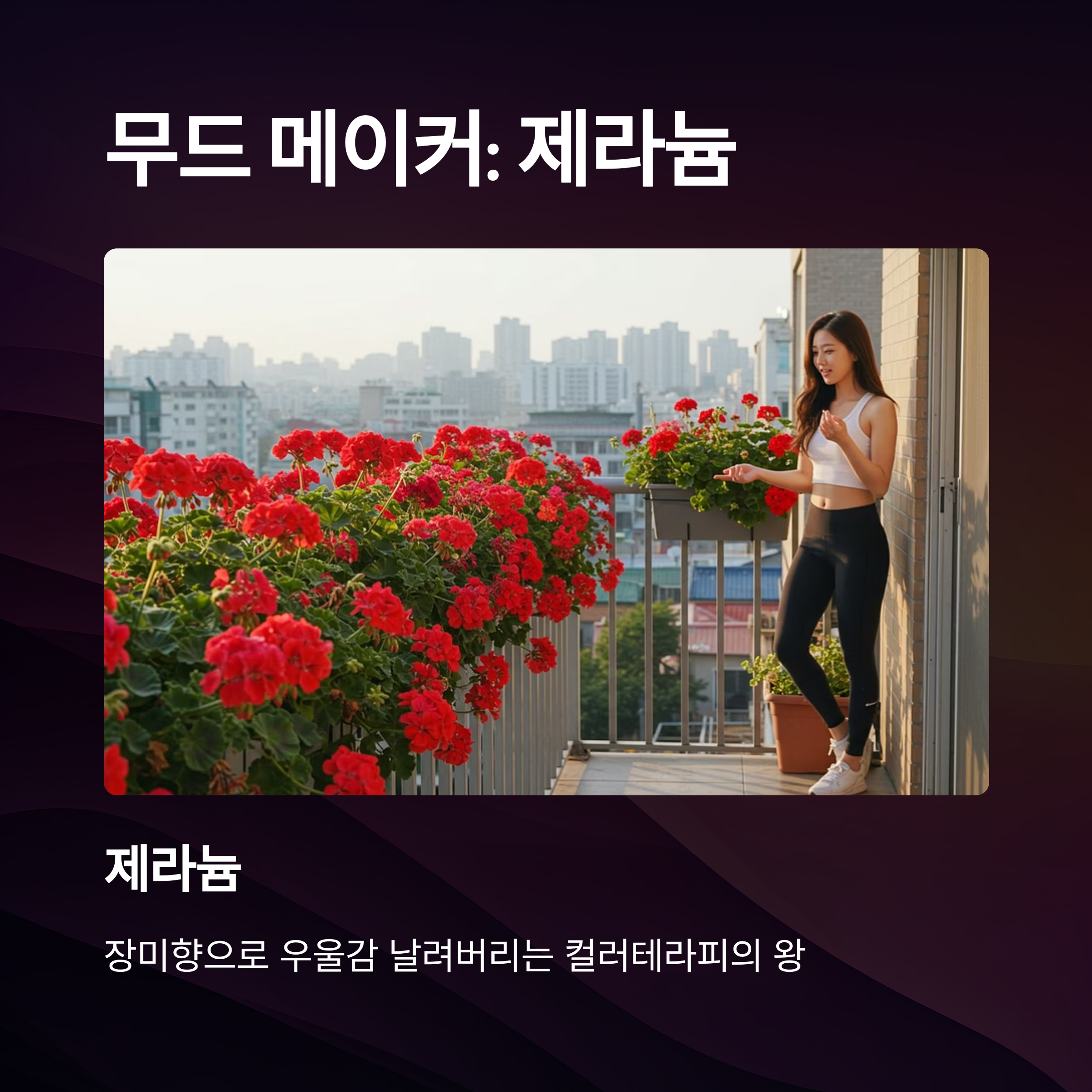 제라늄 – 향기와 색감의 컬러 테라피