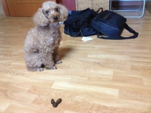 강아지가-방에-똥을싸고-민망해서-쳐다보는-모습