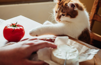 테이블에서 노는 고양이.