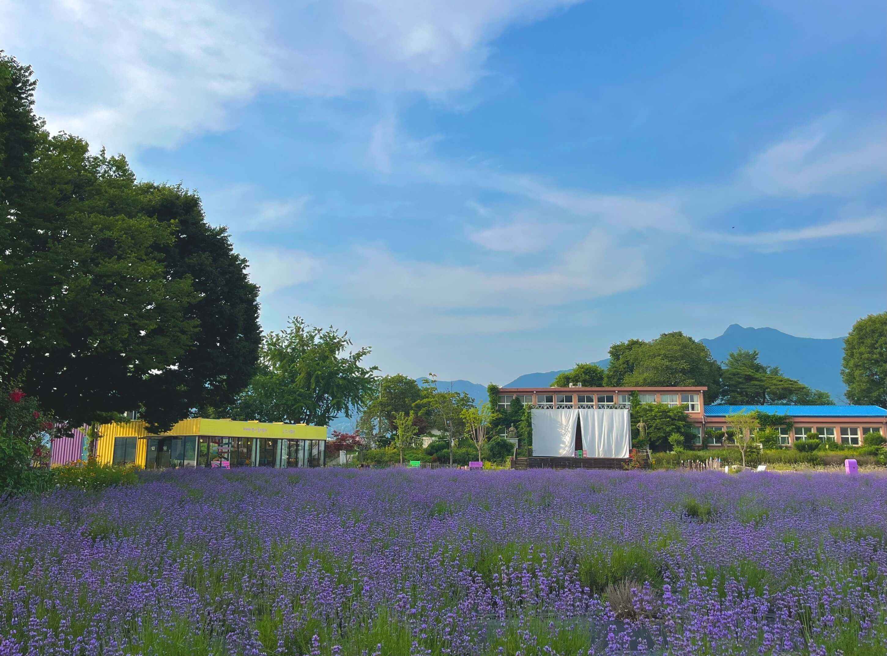 거창 허브빌리지 라벤더 축제 방문 정보