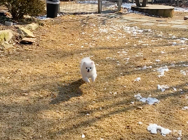 서울 근교 양주 애견카페