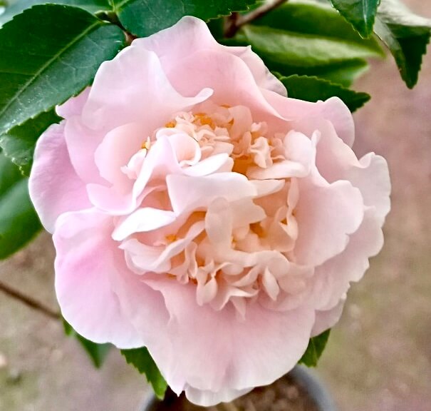 동백 나무 화분