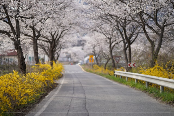 벚꽃길
