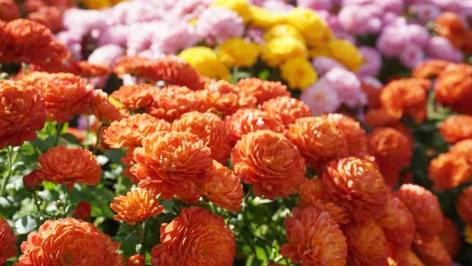 아침고요수목원-국화-전시회