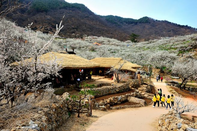 광양 매화마을 축제 기간 둘레길 사진 주차장 홈페이지양 매화마을 축제 기간 둘레길 사진 주차장 홈페이지