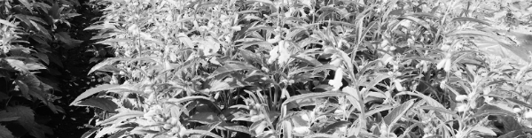 비료 (무피복 재배): 10a당 질소 6kg, 인산 4kg, 칼리 3kg