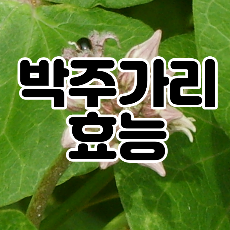 박주가리효능