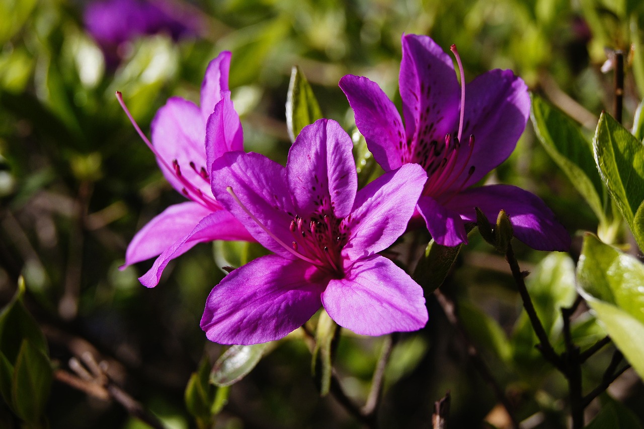 출처-픽사베이 군포 철쭉동산 개화 정보 관람 가이드 철쭉축제와 인생샷 명소 총정리
