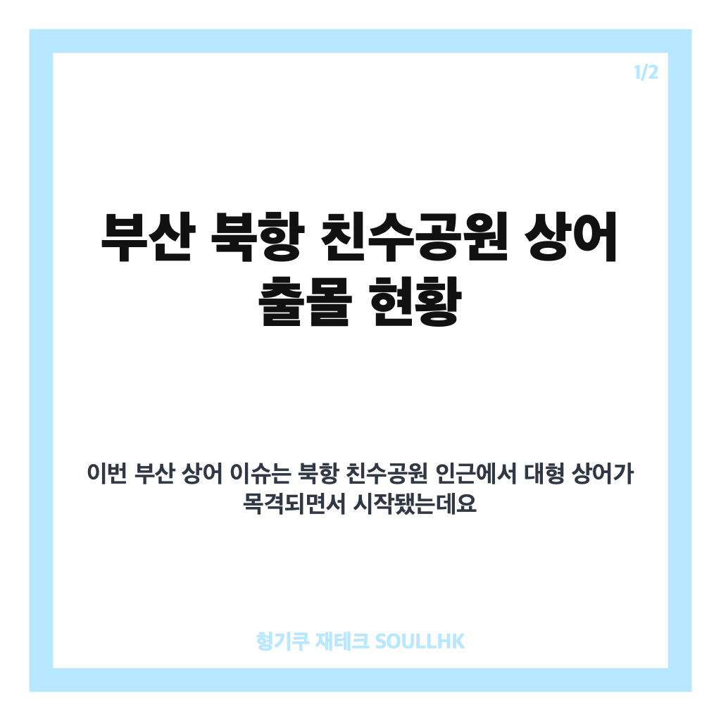부산 상어, 북항 친수공원 3m급 출몰 현황과 안전 주의사항 카드뉴스 1