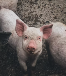 2025년 삼재띠 삼재