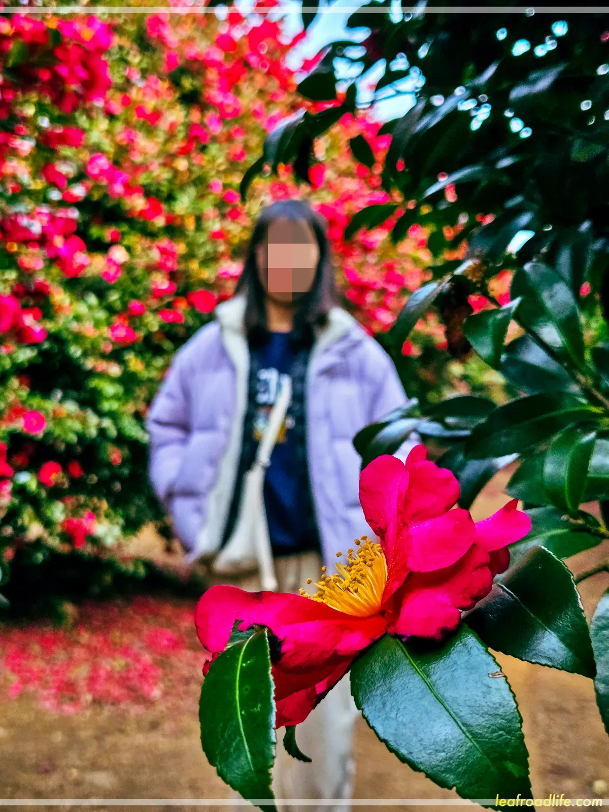 제주-동백포레스트-붉은-동백꽃-사진