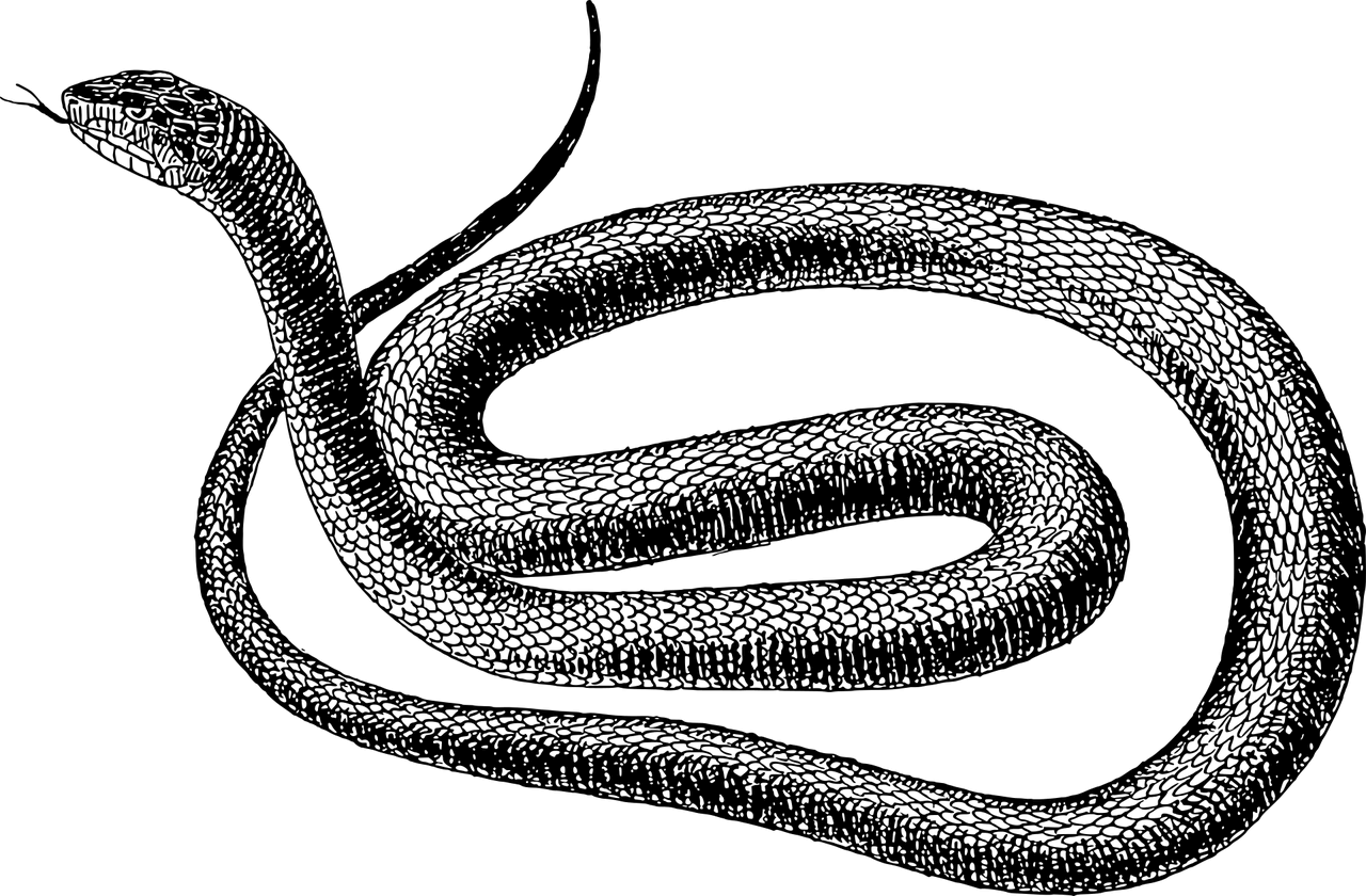 신년운세
