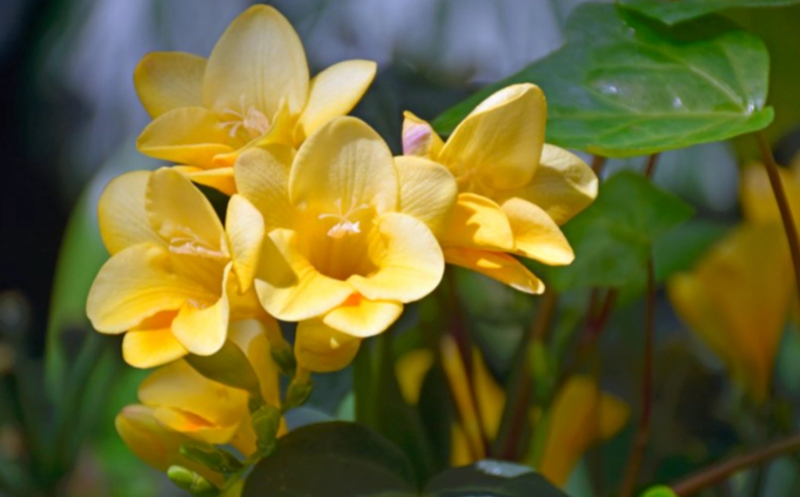 프리지아 꽃말 4가지