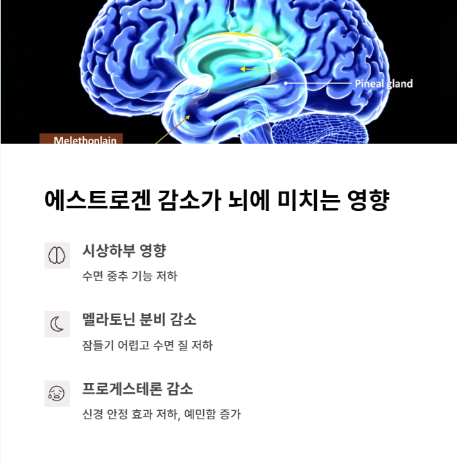 에스트로겐이 줄면, 뇌도 흔들린다