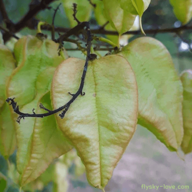 모감주나무, 염주나무 효능